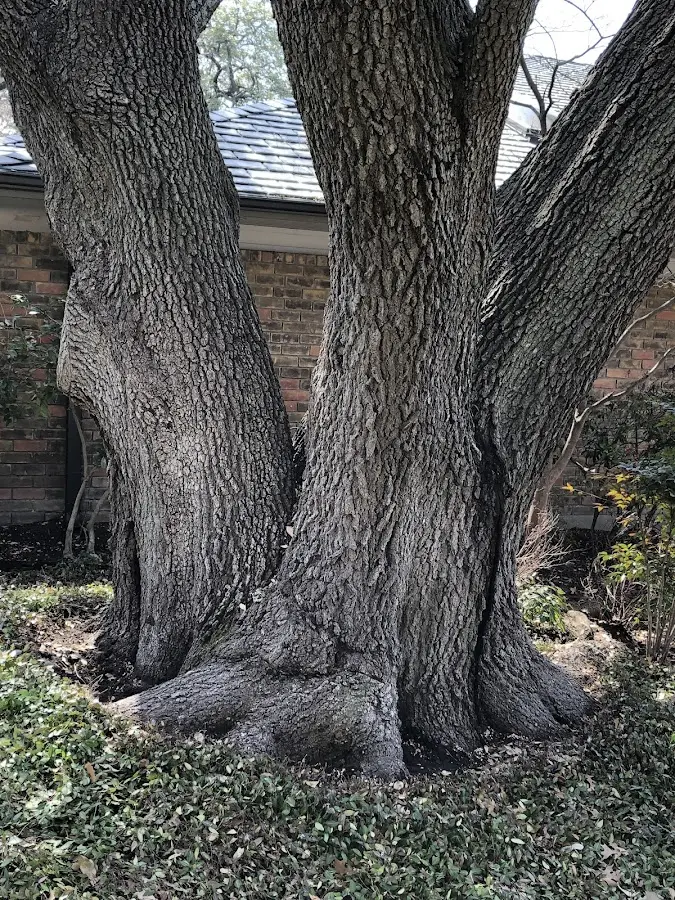 Mature heritage tree close to a Mount Sidney property cared for by certified arborists